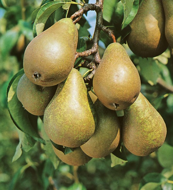 Poirier conference - le scion