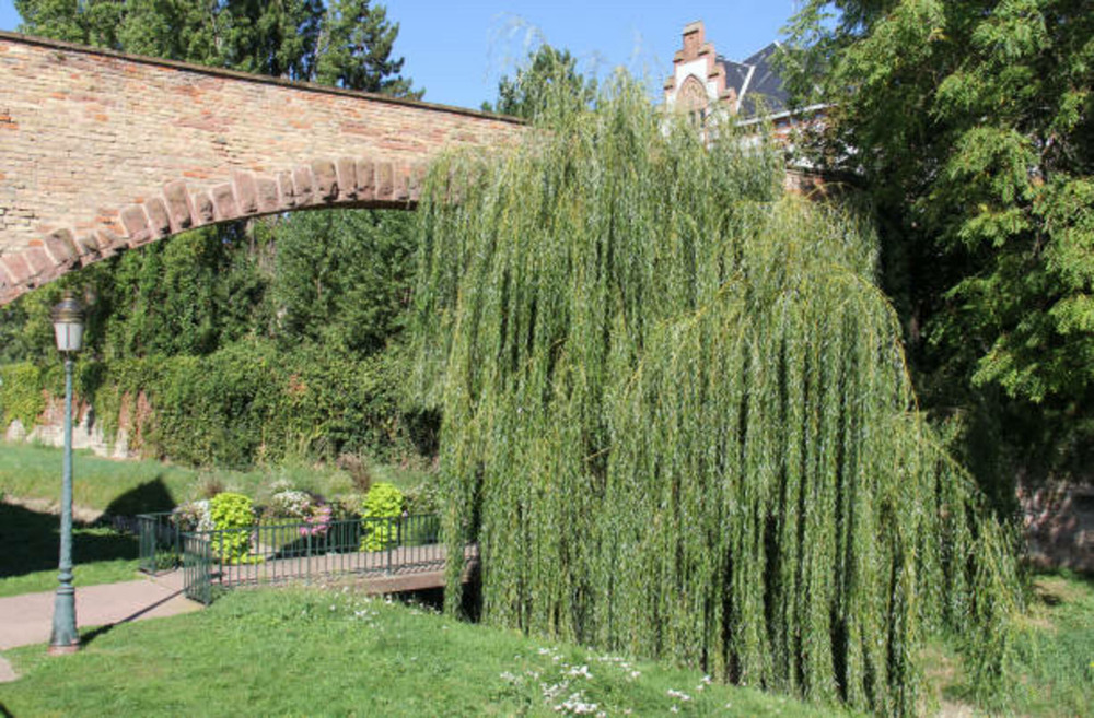 Salix alba tristis - pot 30 l