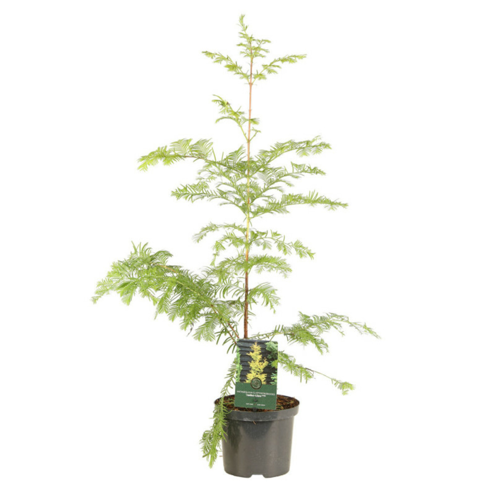 Méta-séquoia amber glow - metasequoia glyptostroboides amber glow pot 2,5l