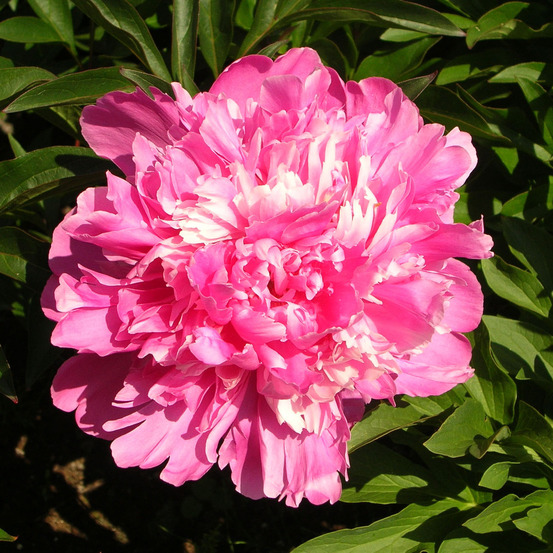 Pivoine de chine 'edulis superba' pot de 3l/4l