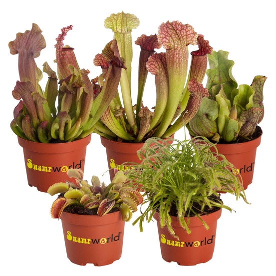 Plantes carnivores (lot de 5) - piège à mouches et sarracenia