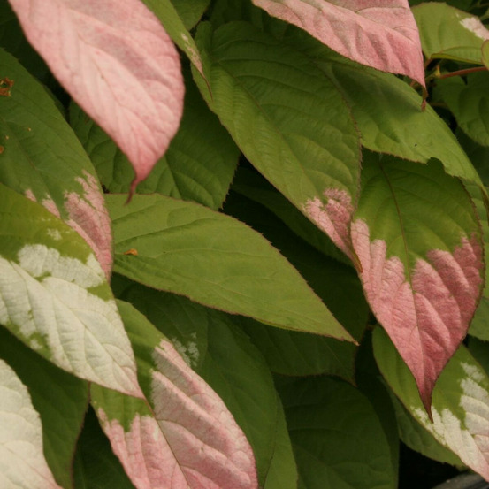 Kiwi arctique godet - 5/10 cm