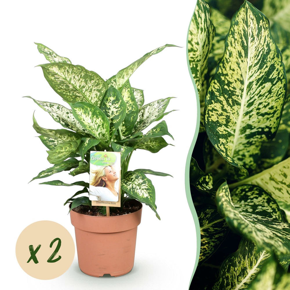 Dieffenbachia compacta – lot de 2 – pot 17 cm