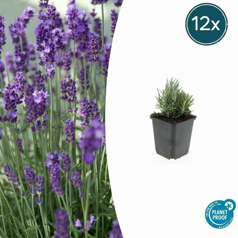 Lavande angustifolia 'dwarf blue' x12 – entre 0,75 et 1m2