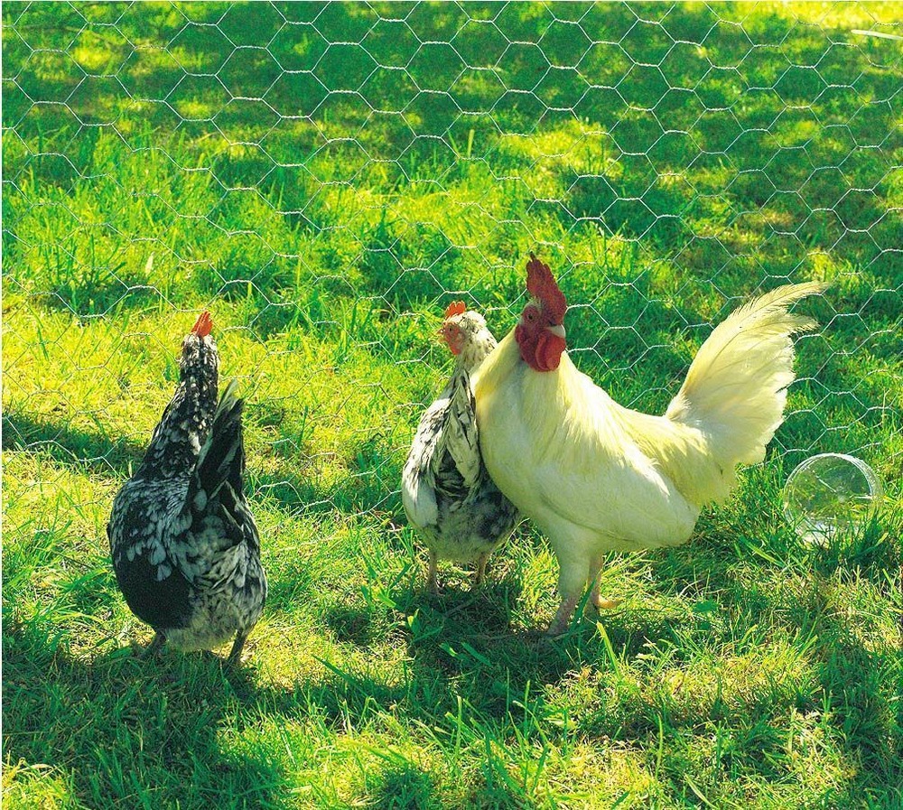 Grillage métal galvanisé triple torsion 1,9cm - 0,5 x 10m