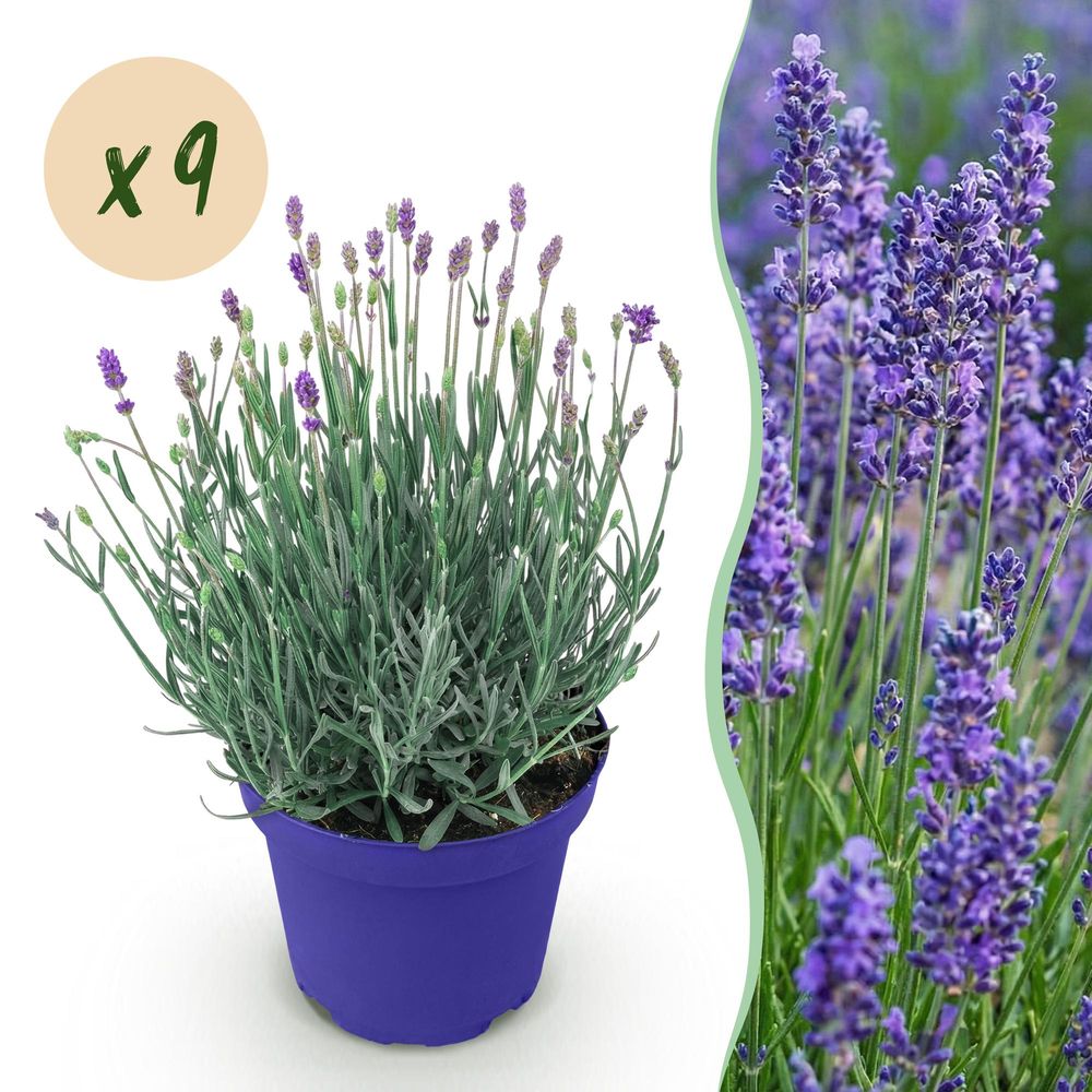 Lavande 'hidcote' - lot de 9 - pot 12 cm - hauteur 25 cm