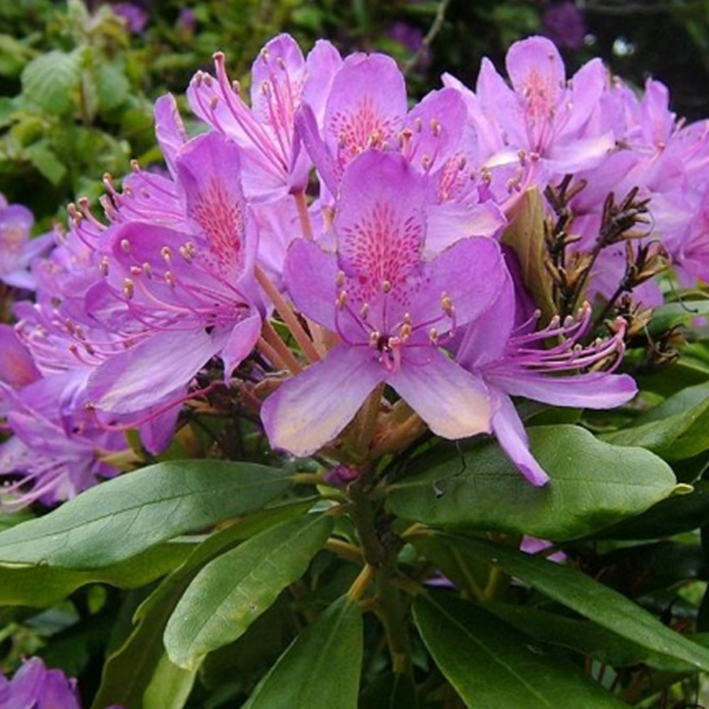Rhododendron ponticu - rhododendron ponticu - 40-60 cm pot