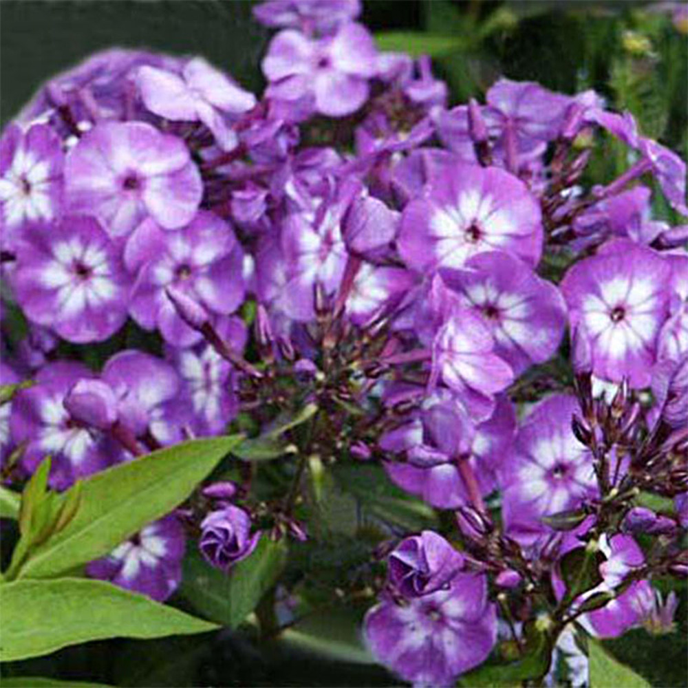 Phlox paniculé 'laura' racines nues