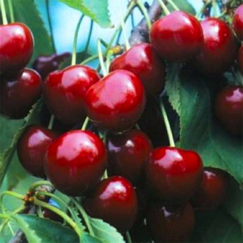 Cerisier 'Bigarreau Marmotte'