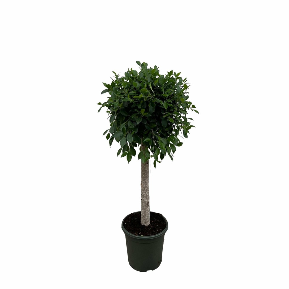 Ficus nitida sur tige - h130 cm - ø30 cm