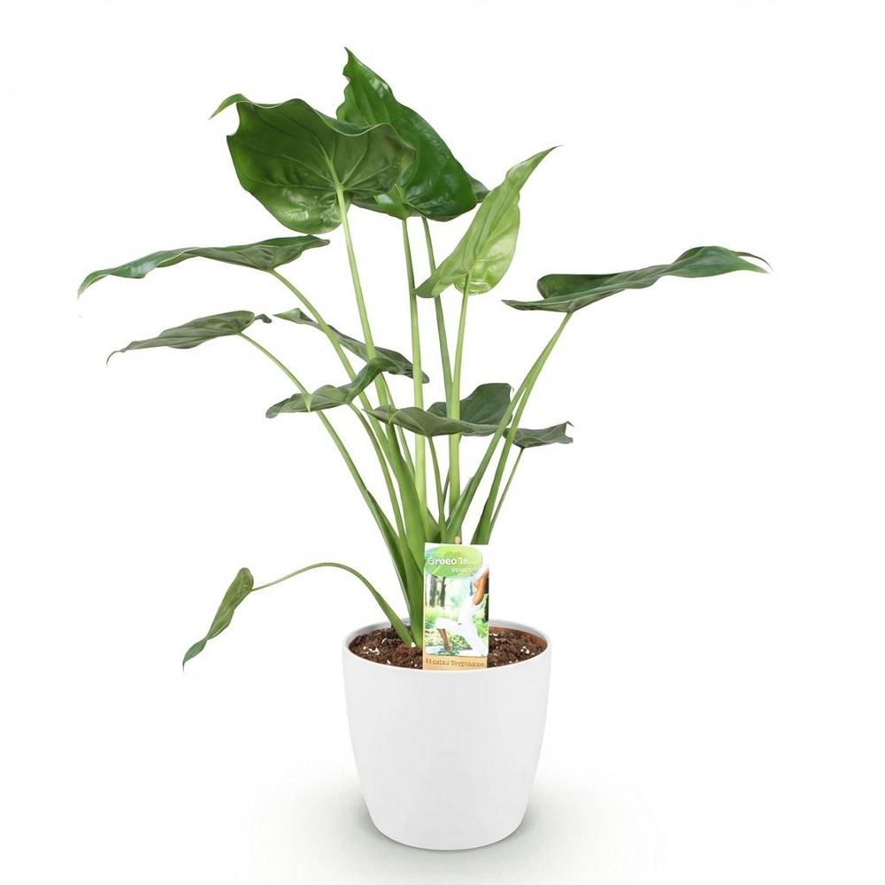 Alocasia cucullata - main de bouddha
