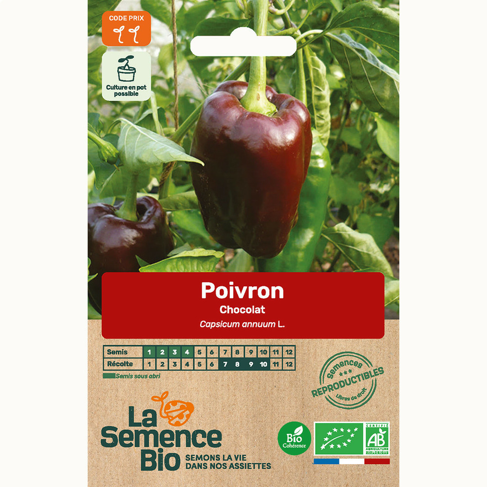 Poivron chocolat - graines bio