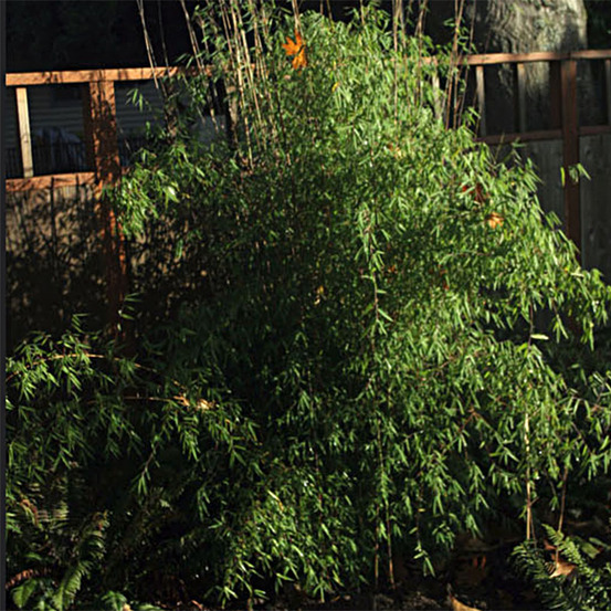 Fargesia 'jiu' pot de 7,5l/10l