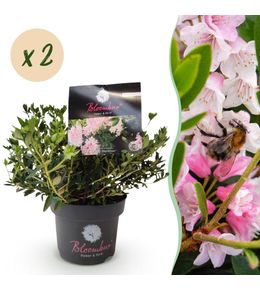 Rhododendron nain - rhododendron bloombux light rose