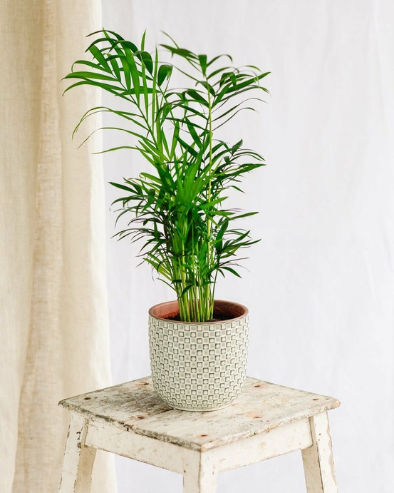 Chamaedorea elegans 40cm - plante d'intérieur