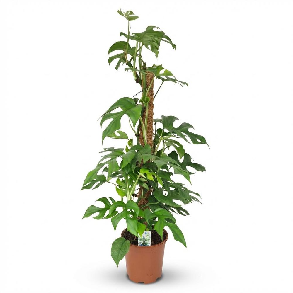 Monstera minima avec tuteur - monstera rhaphidophora tetrasperma - pot de 19cm - hauteur 90cm - plantes d'intérieur