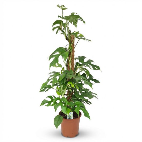 Monstera minima avec tuteur - monstera rhaphidophora tetrasperma - pot de 19cm - hauteur 90cm - plantes d'intérieur
