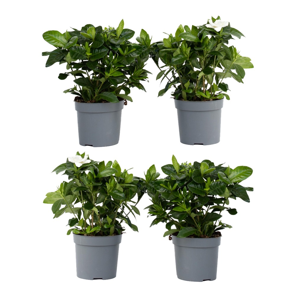 Jasmin du cap - set de 4 - gardenia jasminoides - hauteur 20-30cm - ⌀13cm
