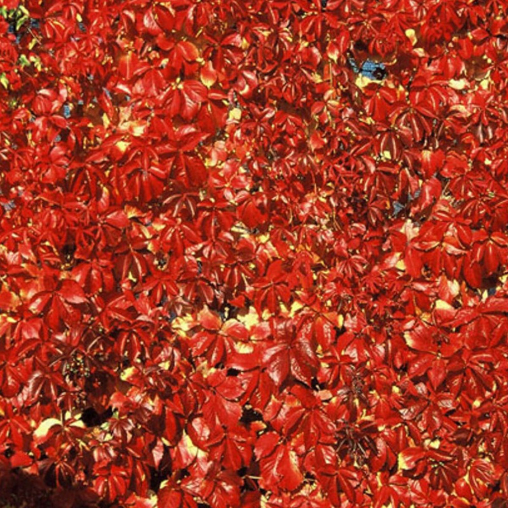 Vigne vierge quinquefolia red wall® 'troki' godet - 5/20 cm