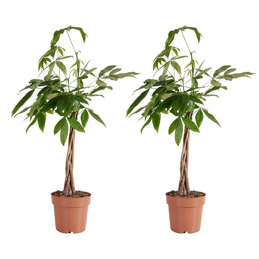 Lot de 2 pachira aquatica - arbre à argent - purificateur d’air - 80-90 cm - pot 21 cm