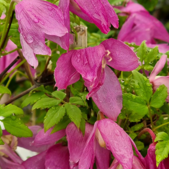 Clématite alpina constance pot de 3l - echelle bambou 60/120 cm