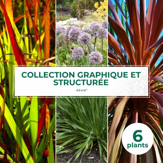 Collection de 6 vivaces graphiques et structurées