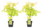 Acer palmatum 'orange dream'  - set de 2 - érable du japon résistant au froid - pot 19cm - hauteur 60-70cm