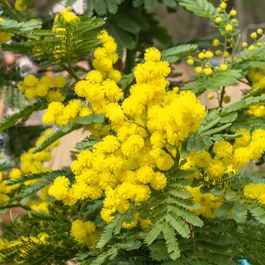 Mimosa D'hiver (Acacia Dealbata) En Pot - Plante Fleurie Extérieur 45-50 Cm, ⌀ 19 Cm - Résistante à La Sécheresse
