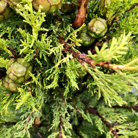 Cyprès de provence pyramidalis - cupressus sempervirens pyramidalis 125/150cm pot 12l