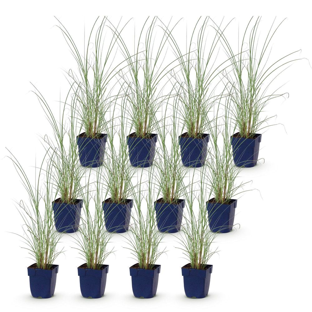 Roseau de chine 'morning light' - lot de 12 - pot 11 cm - hauteur 25 cm - plante d'extérieur