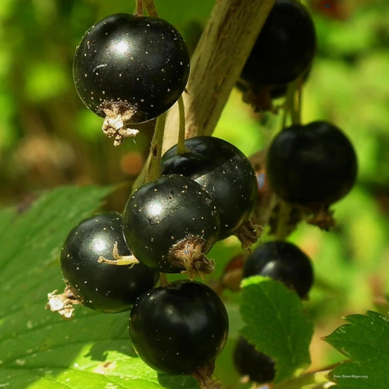 Cassis delbard robusta® 'delindmoi' pot de 2l