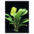 Plante aquatique : Anubia Heterophylla en pot