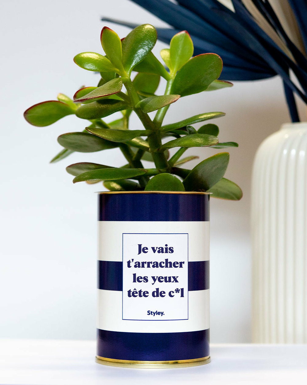 Plante à message - je vais t'arracher les yeux tête de cul - cactus