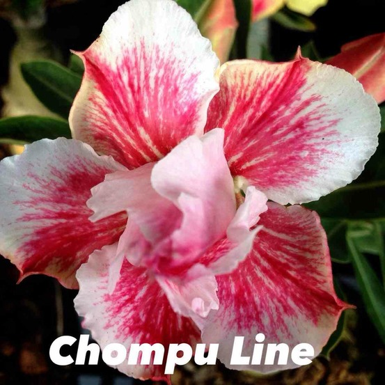 Adenium obesum cv ligne chompu caudex d'environ 2000g 25/30cm très gros caudex