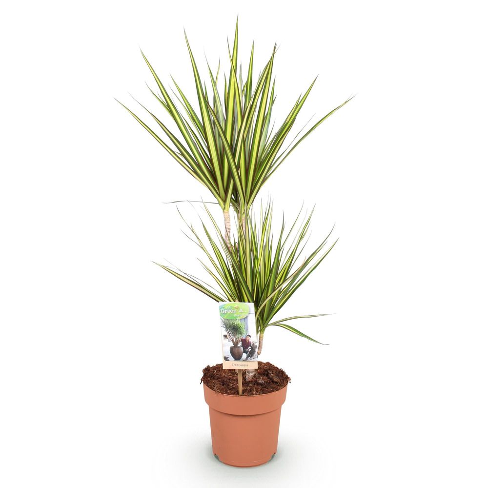 Dracaena sunray