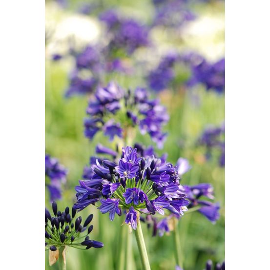 Agapanthe everpanthus ? 'midnight sky' - en pot de 3 litres