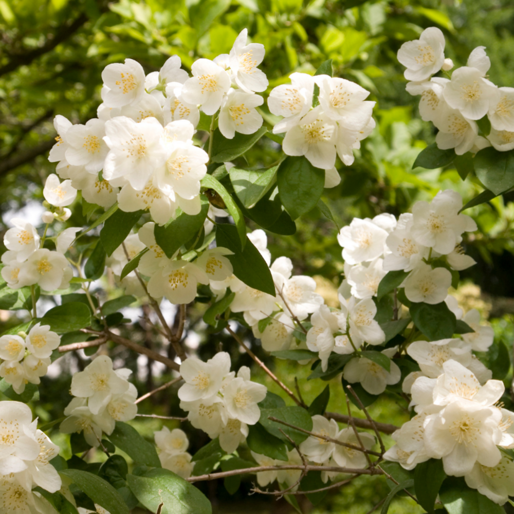 Seringat - philadelphus coronarius 3l