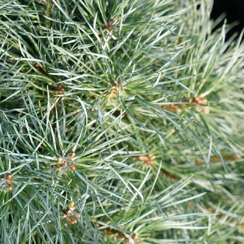 Pin sylvestre 'chantry blue' pièce, tige, tige de 40 cm