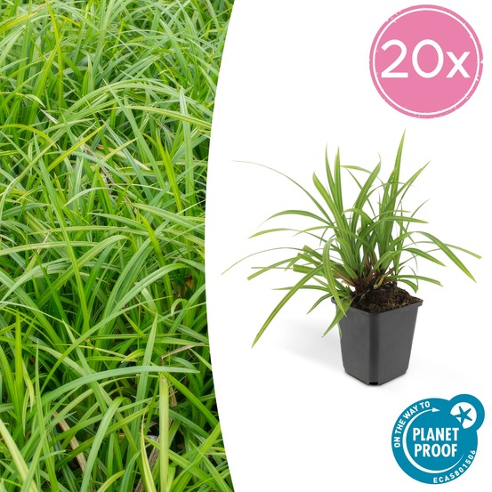 Carex laîche morrowii 'irish green' x20 – entre 1,25 et 1,67m2