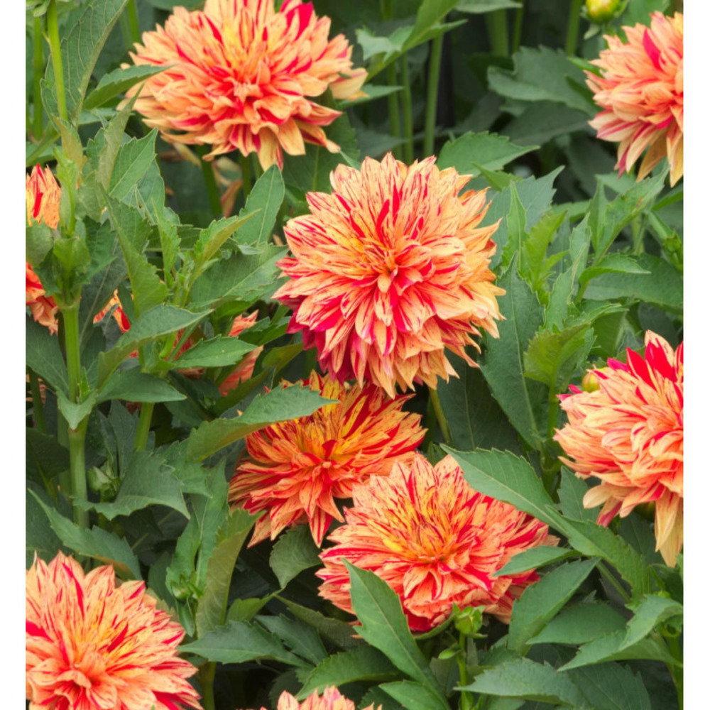 Bulbe de dahlia décoratif nain janeiro sachet de 1 bulbe