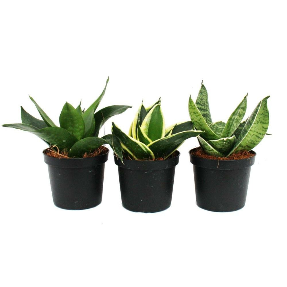 Sansevieria trifaciata hahnii - 3 différents plantes en pot de 9cm - noeud en chanvre, belle langue maternelle
