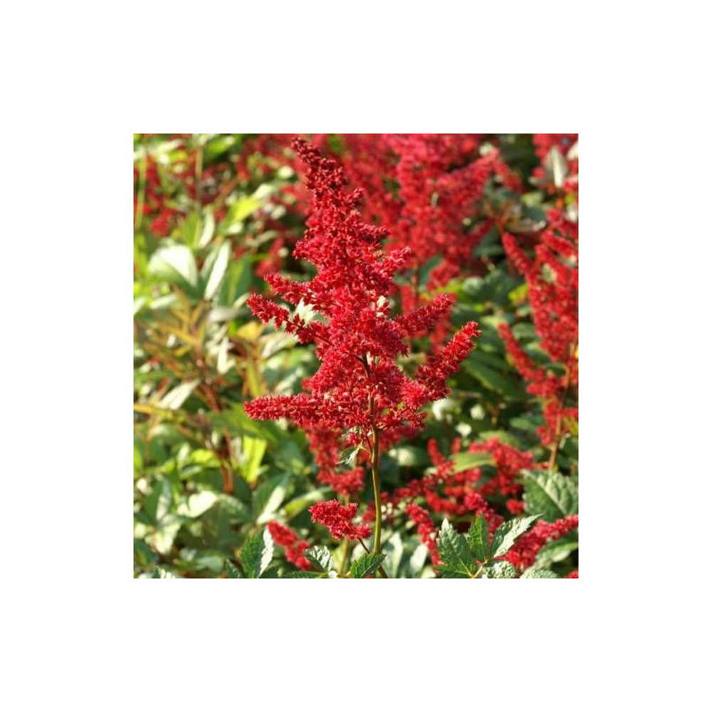Astilbe d'arends glut lot de 9 godets