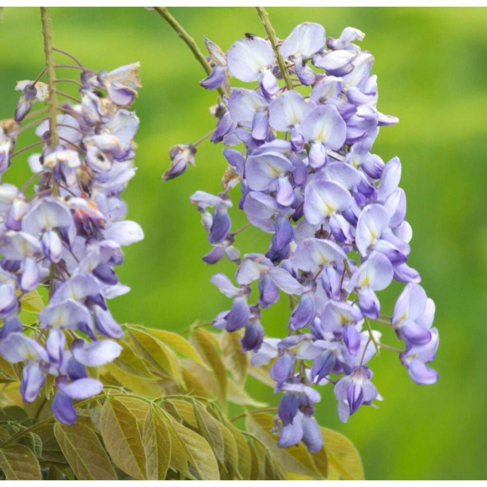 Glycine de chine blue sapphire pot de 3l - echelle bambou 60/120 cm