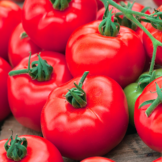 Plant de tomate ronde maestria f1 pot 0,5 l