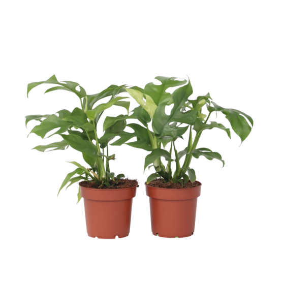 Plante à trous - set de 2 - rhaphidophora tetrasperma - hauteur 20-30cm - ⌀12cm