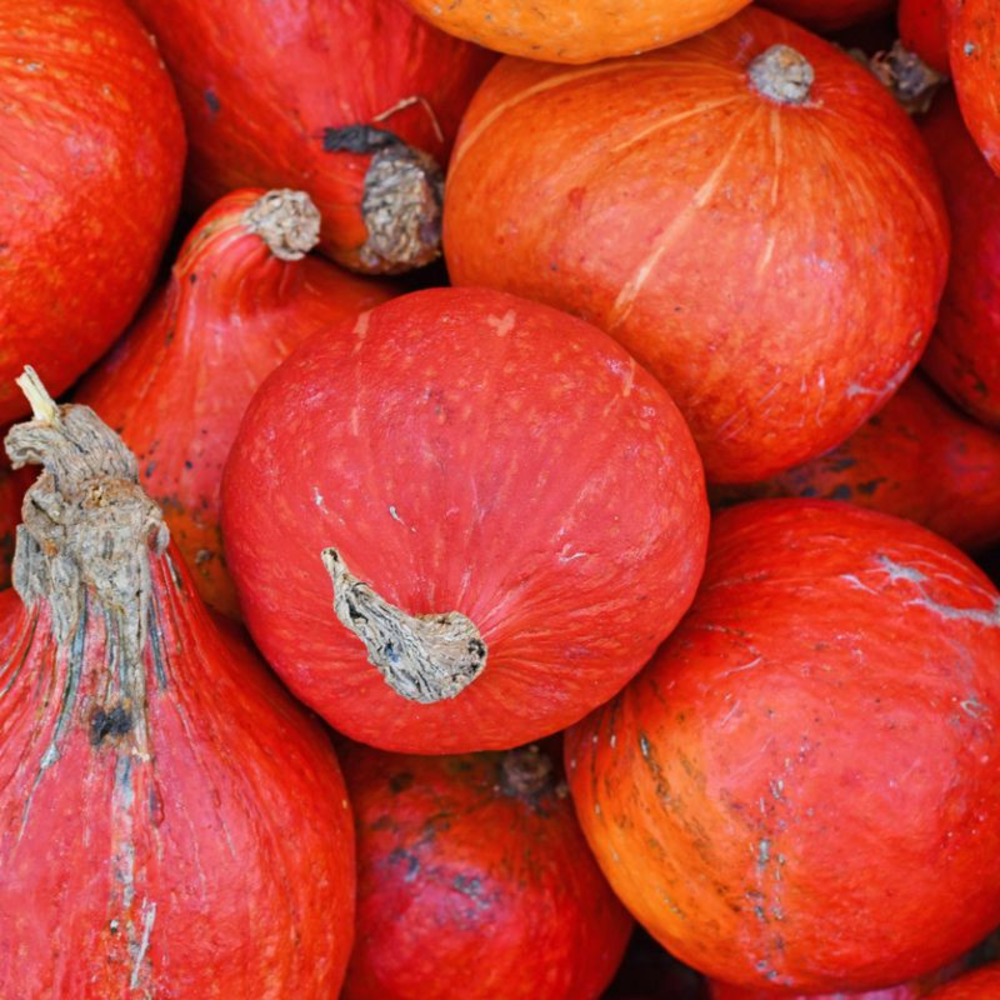 Plant potiron rouge vif d'etampes pot