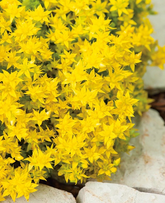 Sedum acre plante vivace - 3 godets