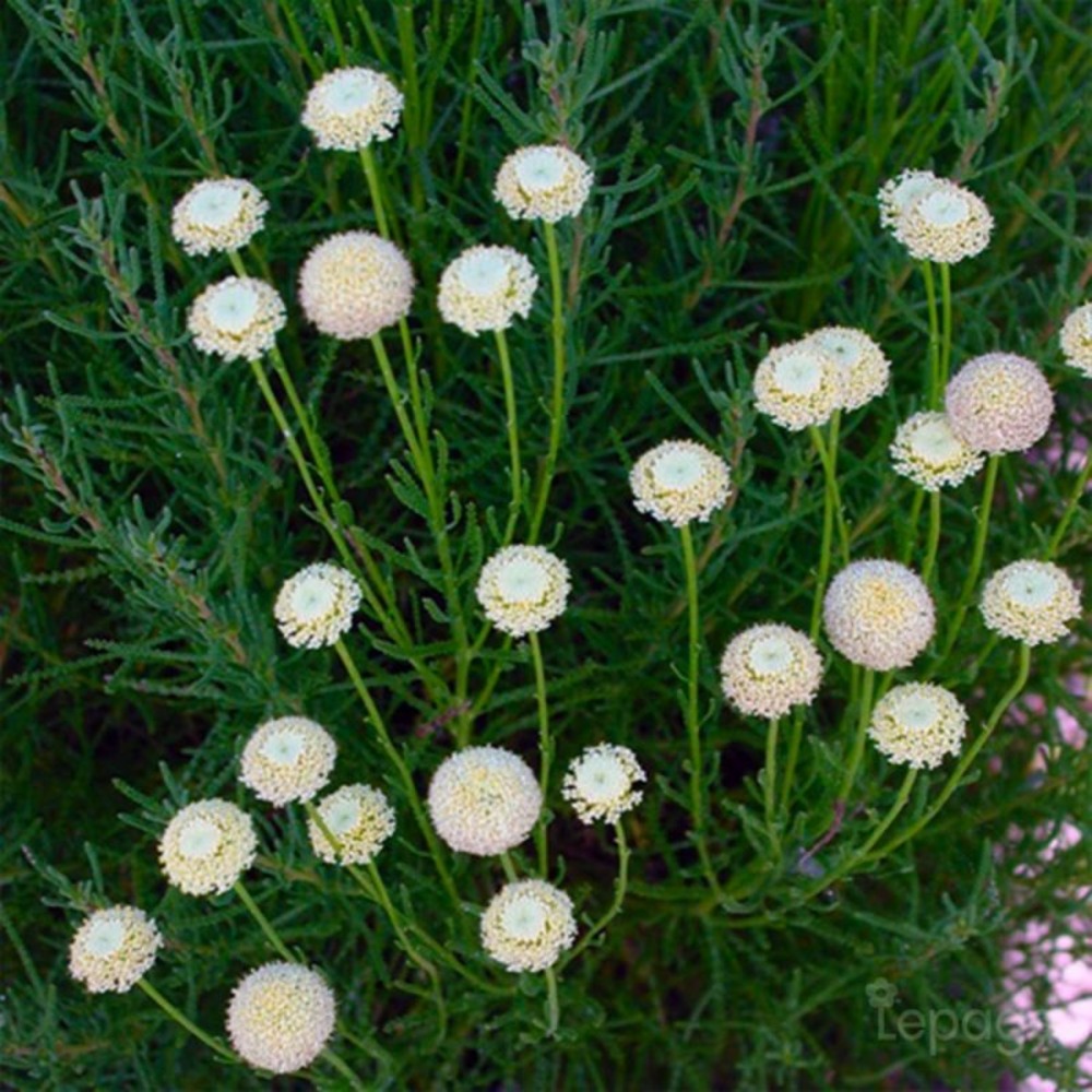 2 Santolines à Feuilles De Romarin 'Virens…