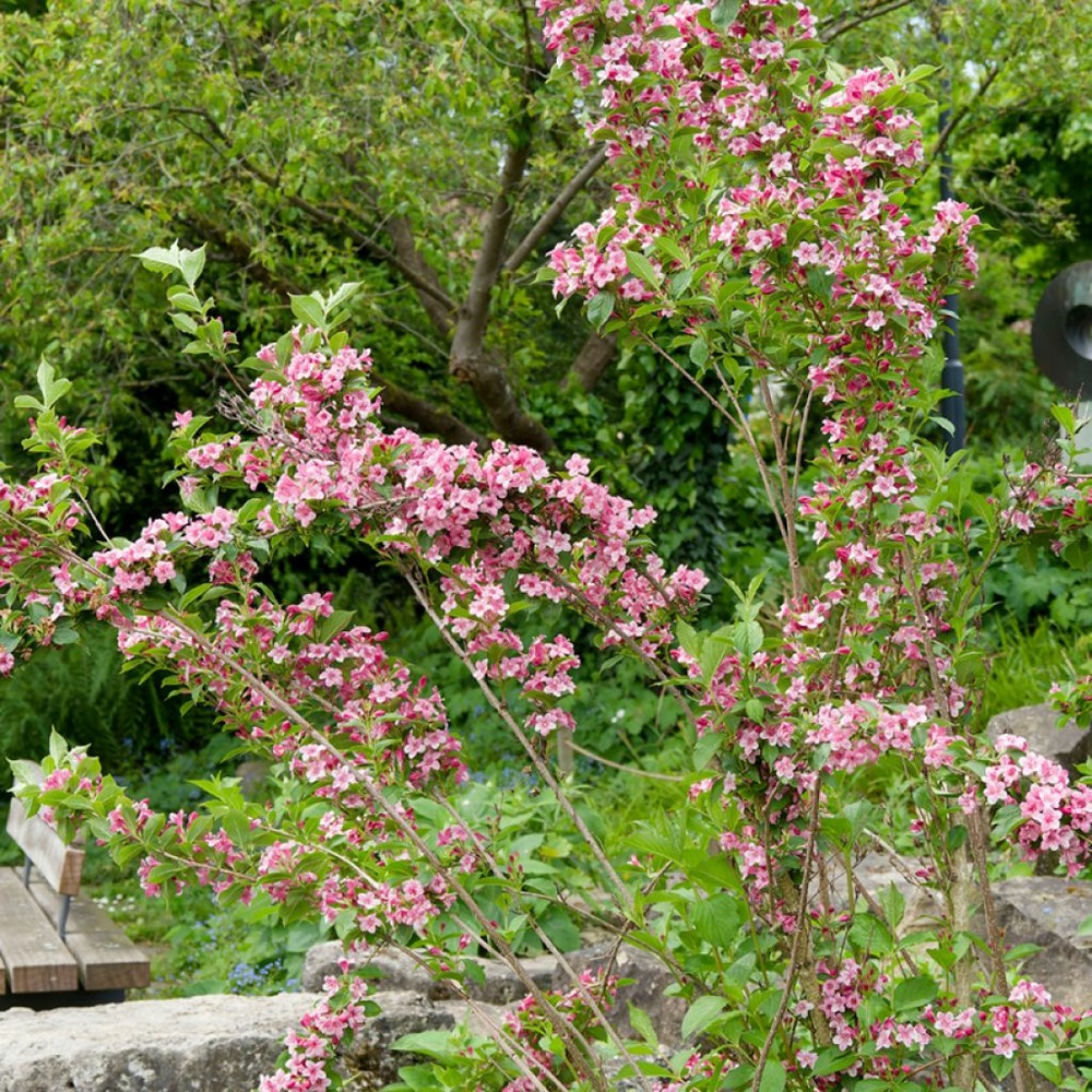 Weigela 'rosea' pot de 7,5l/10l