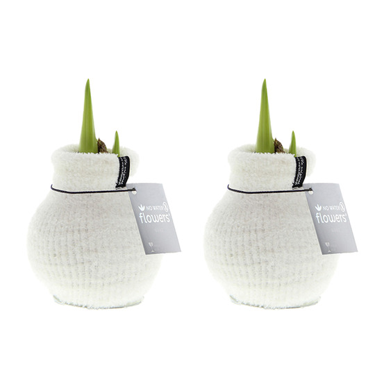 Lot de 2 - 15-25 cm de haut à la livraison - pousse jusqu'à 40-60 cm - 10 cm de diamètre